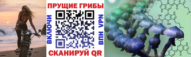 Псилоцибиновые грибы GOLDEN TEACHER  Щигры 